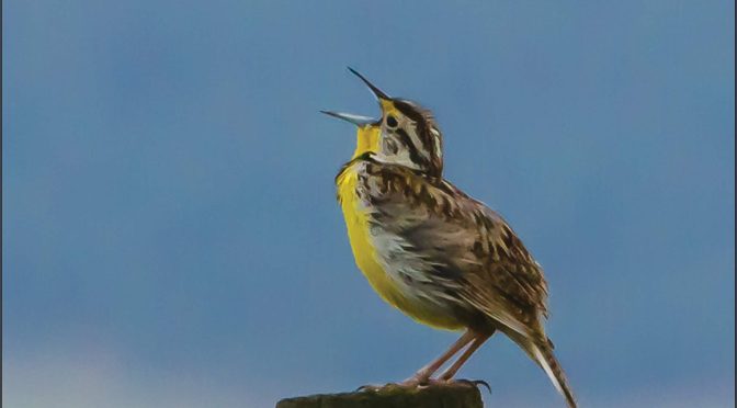 In Search of Meadowlarks