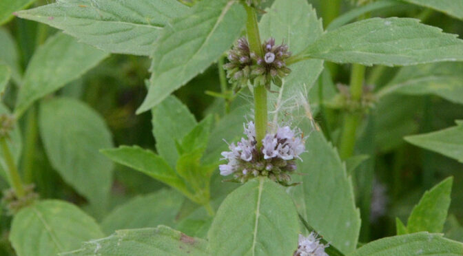Crushed Wild Mint: Language Rooted In Landscape